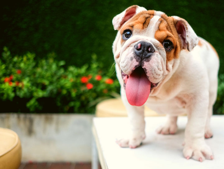 Genetic Testing for Dogs