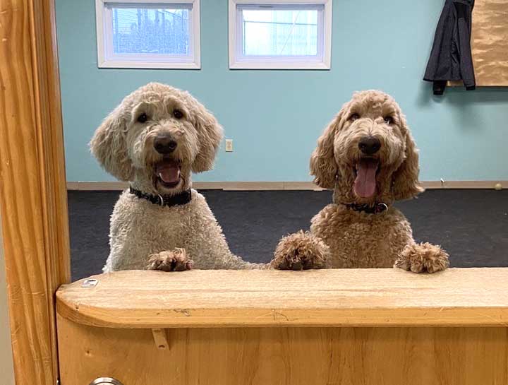 Kennel Info & Pricing $practice