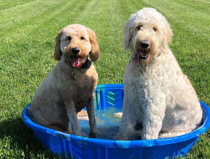 Dog Playgroups $city